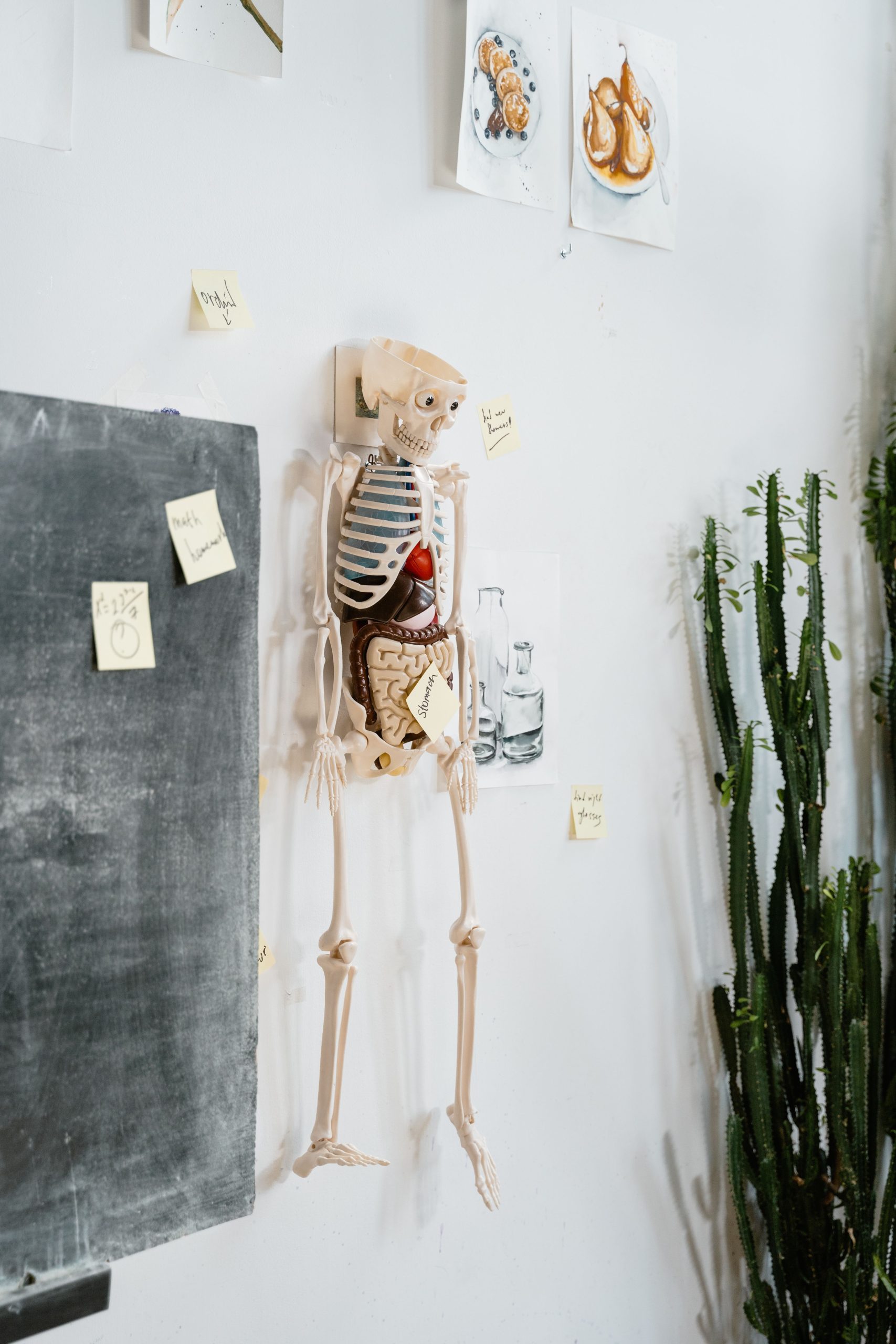 A human skeleton model in a classroom with a cactus and chalkboard, surrounded by sticky notes.